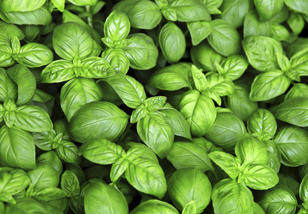 Basil
